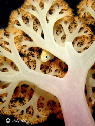 Little fish, bit of coral. by John Hill 